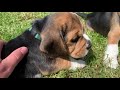 Beagle Puppies Playing and Fighting