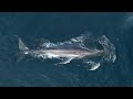 Sperm whales off Newport Beach 11/21/22