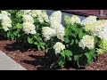 Hydrangea Little Hottie®  - Terrific, Small Growing, Free Flowering, Easy to Grow, Panicle Hydrangea