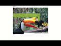 Nice Toucan gets delivered a delicious bowl of fruits