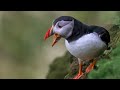 Searching for Puffins on Bempton Cliffs. A Wildlife Adventure