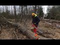 Cutting Up Some Blown Down Pine