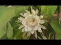 Queen of the Night (Epiphyllum Oxypetalum) 2010