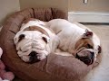 Two Snoring Bulldogs - Star and Petunia