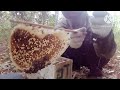 Don't regret it!! Often taken for granted when harvesting Apis Cerana Honey #honeybee #honeyharvest
