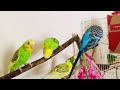 Happiness guaranteed! Happy budgies playing, dancing clip compilation #budgies #parakeet #parrot