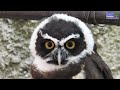 SPECTACLED OWL (Pulsatrix perspicillata) - LECHUZÓN DE ANTEOJOS #birds #bird #owl