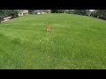 Baby Fawn in Lawn