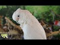 Rain and Parrot Sounds Nature Soundscape | HD Parrot TV VIDEO EDITION | 3+ Hours | Bird Room TV