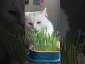 Growing Cat Grass for My Indoor Cat 🐱♥️