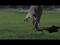 Official movie trailer 2017! ||Survivre en Jurassic||