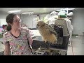 Murphy The Eagle Fosters Another Stranded Eaglet | Living St. Louis