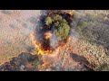 Scrub fire and Firehawks in central Australia desert country