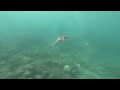 2024.04.08 Great Barrier Reef (Low Isles) - Snorkeling with Sea Turtle (GBR Sea Turtle Video #4)