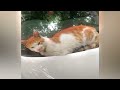 ❤️ Laugh Out Loud with These Hysterical Cat Videos 😻 Funny Animal Moments 2024 🤣🤣
