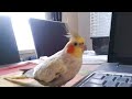 destroy the laptop weird bird