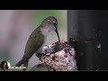 Footage for a hummingbird nest