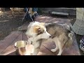 Malamute eating favourite meal