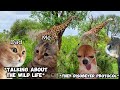 CAT MEMES: FAMILY VACATION COMPILATION EP.7 + EXTRA SCENES