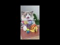 That Little Puff | Cats Make Food 😻 | Kitty God & Others | TikTok 2024 #92