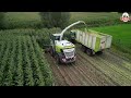 part 3  Cornharvest 2023 Jennissen Claas jaguar 950 + 750 orbis + 4 fendt + kaweco +dronefootage