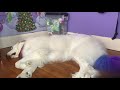 3 habits Great Pyrenees can develop