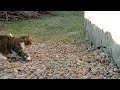 Cat and Stoat (HD)