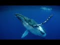 Humpback Whales - Narrated by Ewan McGregor - Official IMAX Trailer - 4K