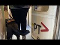 Guide dog boarding  V/Line N456 in Kyneton #shorts