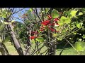 Fullerton CA Arboretum: Ficus and the Prehistoric Pond (Again) :-)