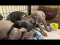 Indy litter of 6 Weimaraner Puppies Week 7