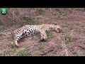 30 Bad Moments Leopards Get Injured While Picking The Wrong Prey | Animal World