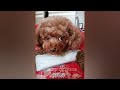 Try Not To Laugh Cats And Dogs Videos 😂 - Best Funniest Animals Video 2024