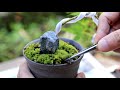 Maple Super Cliff MINI BONSAI made with Pottery cup【Bonsai diary 10/23】moss DIY how to EOS R5