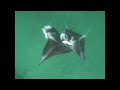 Solomons Island Manta rays