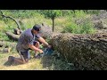 STIHL MS661 Cutting big white Oak + Makita 4630