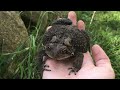 How to Find Toads in your Backyard