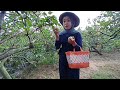 Panen Apel Sepuasnya | Wisata Petik Apel Malang