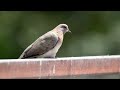 Purple-Rumped Sunbird / Summer plant shopping / Jungle babblers / Relaxing Nature videos