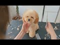 First Time Grooming of a Shaggy Teacup Poodle - Haircut ASMR