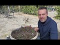 How to Plant Blueberries In.a Container