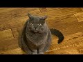 Jasper’s Story, deaf British Shorthair  Cat …. #britishshorthair #cat #catvideos