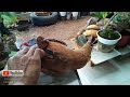 PROSES PEMBUATAN BONSAI KELAPA MOTIF BURUNG BEO | #BENGKELBONSAIKELAPA