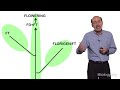 Richard Amasino (U. Wisconsin-Madison, HHMI) 1: How plants “know” when to flower