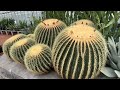 Monstera Aurea, Hoya, GIANT Cactus & more| Plant Shopping