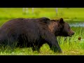 Animals & Wildlife 8K ULTRA HD • Relaxing Music and Nature Sounds 8K TV