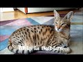 Savannah is the biggest cat #animals