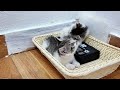 Kitten Startles and Fluffs Up at the Sound of Thunder Outside.