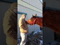 #horse attack