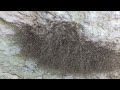 Daddy Long Legs nest at Mother Neff State Park in Texas Part Two